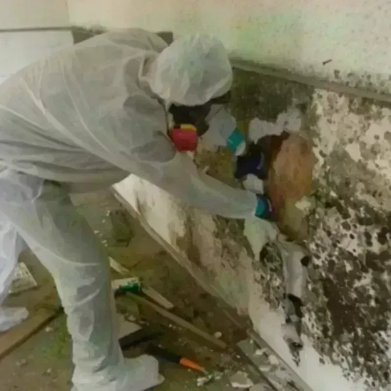 Mold Remediation and Removal in Mahanoy City, PA